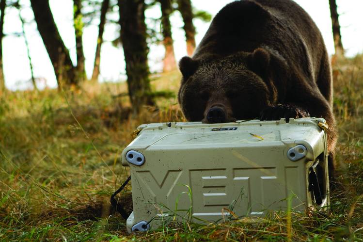 Yeti Cooler Bear Proof