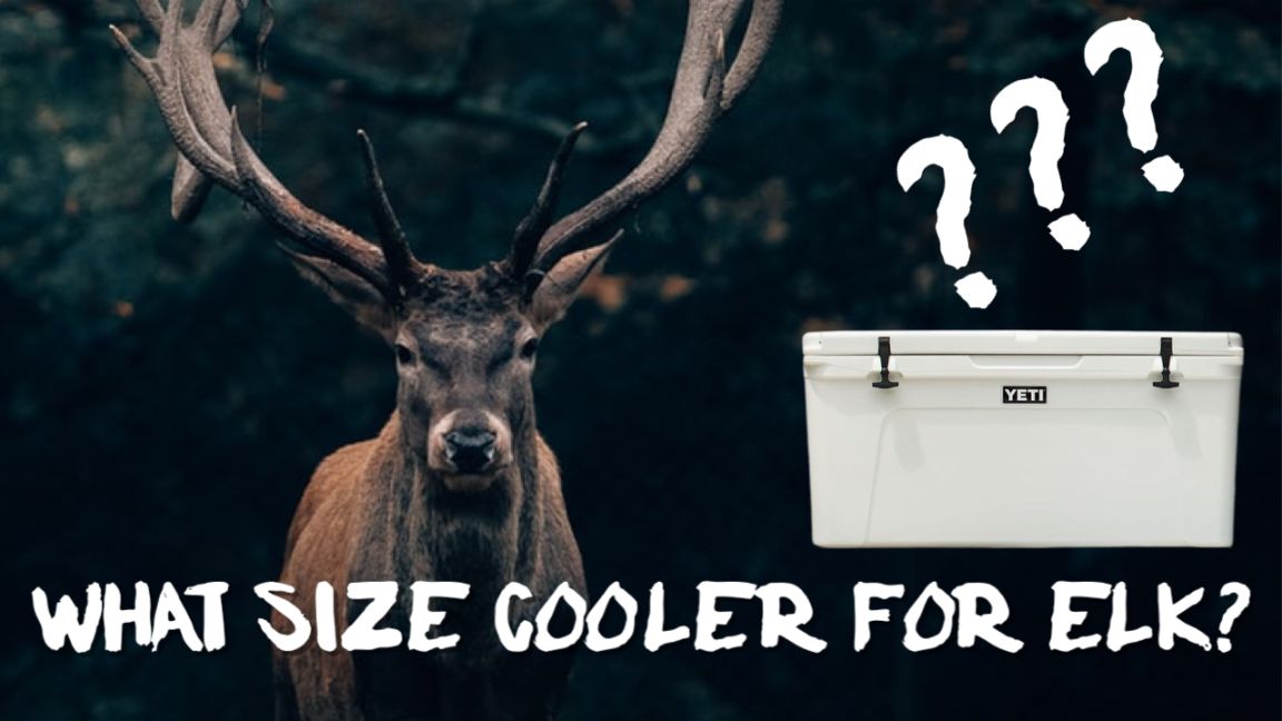 What Size Cooler For Elk?