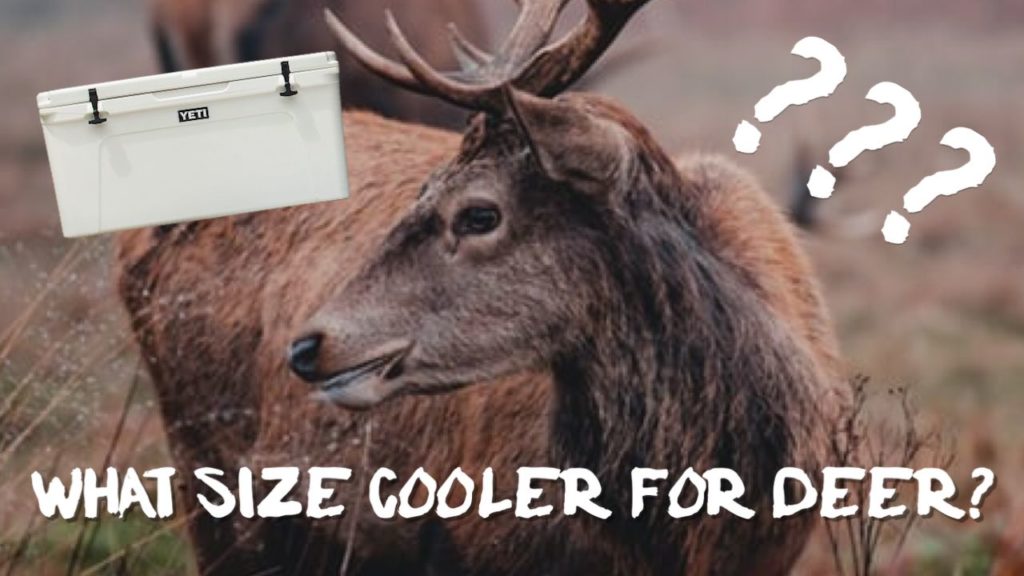 What Size Cooler For Deer Explained In Detail Hunting Waterfalls