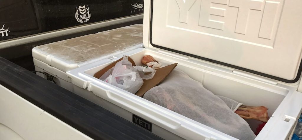 What size cooler quartered out processed elk Hunting Waterfalls