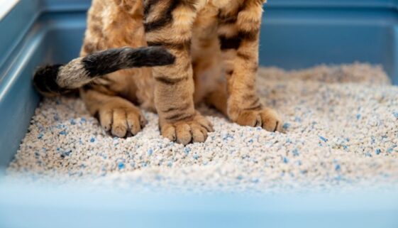 Does Kitty Litter Melt Ice? Why Is It Used On Driveways? 