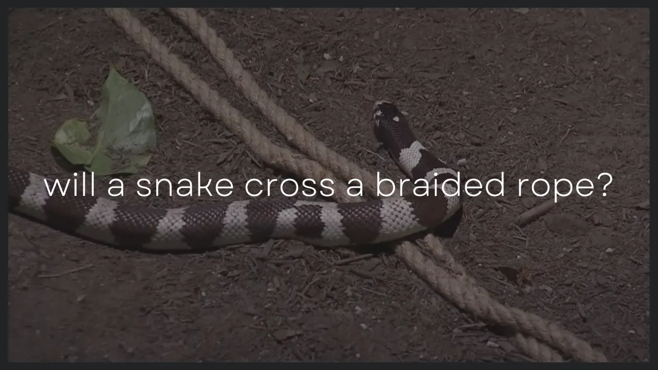 Will a Snake Cross a Braided Rope?